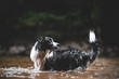 border collie in the river