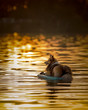 Calm water in the sunset with dog floating