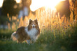 Dog in the sunset