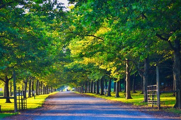 road in the park