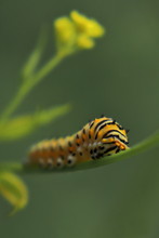 Cloudless Sulphur Caterpillar