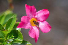 Horaces Duskywing Skipper In Pink Mandevilla Flower