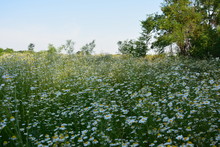 The Glade Of White Camomiles On A Clear Sunny Day.