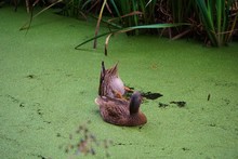 Ducks, Diving For Food On A Green Pond