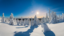 Picturesque Scenery Of Winter Forest Covered With Fluffy Soft Snow Under Bright Blue Sky On Sunny Day
