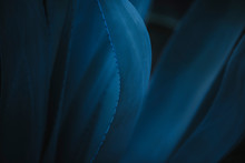 Closeup Of Beautiful Delicate Blue Agave Americana Plant With Curvy Leaves And Small Thorns