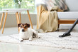 © Pixel-Shot - Owner of cute dog cleaning carpet at home