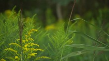 Yellow Florets Of Canadian Goldenrod Blossoms Grow Between Green Bent-grass. Wild Grass Scene In A Countryside Environment Of The Summer Season. The Vivid Colors Of Nature In Close-up.