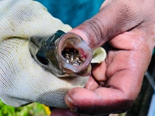 hand holding a fish