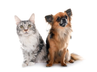 Canvas Print - long hair chihuahua and maine coon