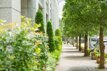 sidewalk and row of trees in italian street in tokyo, japan