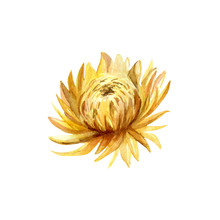 Watercolor Hand Painted Illustration Of Yellow Chrysanthemum Flower.