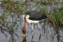Marabou Stork / Leptoptilus Crumeniferus /. Akagera National Park. Rwanda. Africa.
