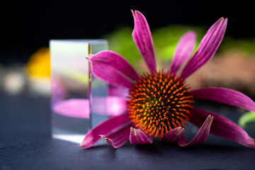 Wall Mural - Echinacea purpurea coneflower flower on dark background