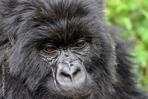Mountain Gorilla / Gorilla beringei beringei / Poster Mural XXL