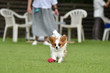 © studio Hoto - ドッグランで遊ぶパピヨン