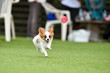 © studio Hoto - ドッグランで遊ぶパピヨン