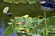 Verwelkte Indische Lotosblume in einem Teich