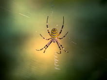 Spelt Fasciated (argiope Bruennichi) In Its Web 