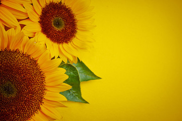 Fotomurales - Sunflowers on a yellow background
