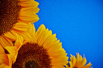 Fotomurales - Sunflowers on a blue background