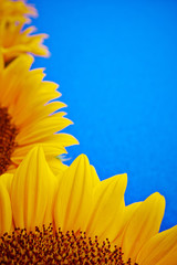 Fotomurales - Sunflowers on a blue background