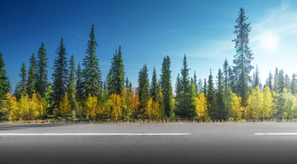 Canvas Print - Road in autumn forest, Sweden