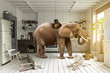 canvas print picture - Chaos in der Küche – Elefant sucht nach Nahrung