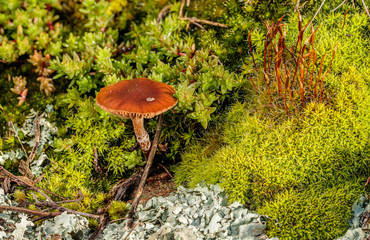 Wall Mural - Mushroom (Laccaria sp) among lichens and small plants