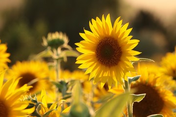 Fotomurales - Sunflower - Helianthus annuus in the field at dusk
