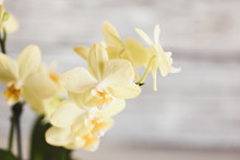 Close Up Of A Mini Yellow Phalaenopsis Orchid In Bloom