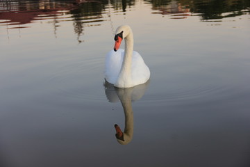 white swan swimming in the lake