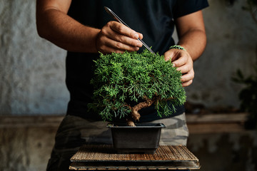 Hands pruning a bonsai tree on a work table. Gardening concept.