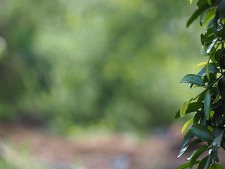 Wall Mural - bush tree texture nature leaves background