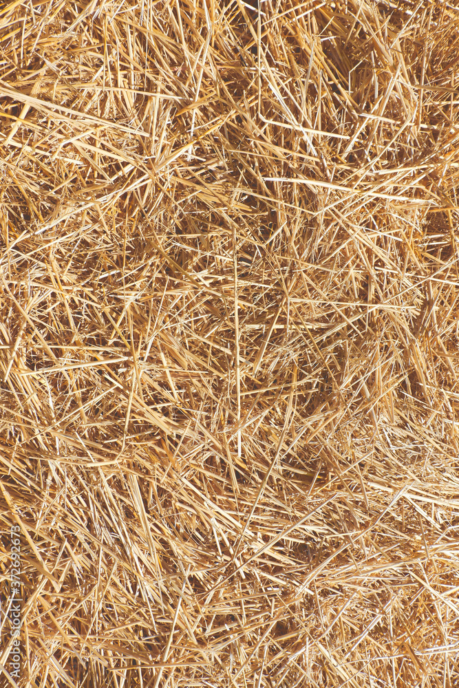 Vertical pattern of mown hay. Autumnal, seasonal background, backdrop ...