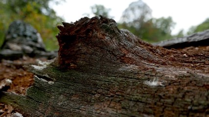 Wall Mural - Old tree texture backgroun shoot on the forest