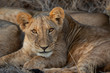 Samburu juvenile lion cub looking straight at camera lying down in Samburu in Kenya
