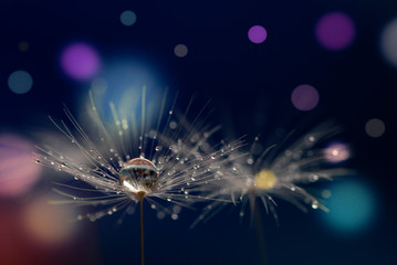 Wall Mural - abstract blurred nature background dandelion seeds parachute. abstract nature bokeh pattern