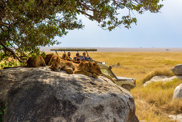 group of young lions lying on rocks - beautiful scenery of savanna at sunset. wildlife safari in ser