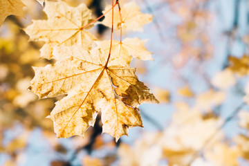 Wall Mural - Golden maple leaves on sunny day. Beautiful autumn background, selective focus