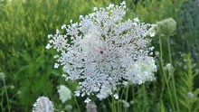 White Blooming Of The  Daucus Carota (Queen Anne's Lace Flower) With The Typical Lone Tiny Purple Flower In Center.