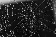 Spider Web With Water Droplets - Black And White