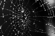 © beataaldridge - Spider web with water droplets - black and white