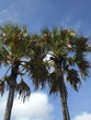 Coconut palms on background of a blue sky