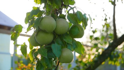 Canvas Print - Pears on the fruit tree against sun in the summer garden