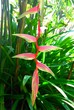 Spring brilliant pink tropical flower growing in its natural environment on background of green leaves