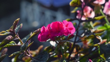 Wall Mural - Beautiful pink pelargonium flower in a summer flower garden