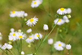 Fototapeta Kwiaty - Dzikie kwiaty