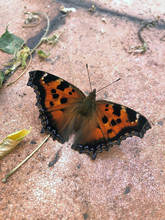 Small Tortoiseshell Butterfly Sitting On The Ground. Reddish Orange Insect With Black Markings On The Forewings. Aglais Urticae, Mobile Photo