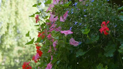 Poster - Beautiful flowers in a summer garden at morning